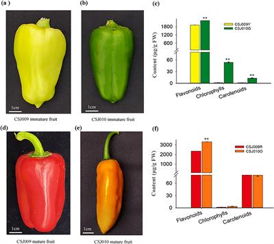 Multi-omics analysis provides insights into the mechanism underlying fruit color formation in Capsicum